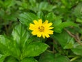 very tiny yellow flower