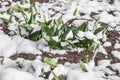 Green leaves of tulips under snow Royalty Free Stock Photo