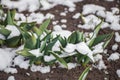 Green leaves of tulips under snow Royalty Free Stock Photo