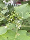 Green leaves of a Turkey berry plant Royalty Free Stock Photo