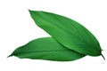 Green leaves of turmeric Curcuma longa ginger medicinal herbal
