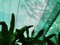 Green leaves under shade net or green slant