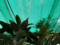 Green leaves under shading net or green slant