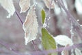 Green leaves under snow Royalty Free Stock Photo