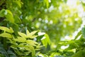 Green leaves under sunlight with beauty bokeh background Royalty Free Stock Photo