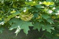 Green leaves and unripe samaras of Acer platanoides