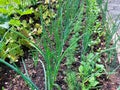 green leaves of vegetables on garden bed. Small plants of onion, dill, salad. Cultivation