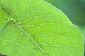 Green leaves, veins, leaves and insects