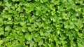 The green leaves are very dense Royalty Free Stock Photo