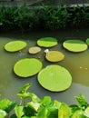 Victoria amazonica Giant Water Lily, Royal Water Lily stock photo. Royalty Free Stock Photo