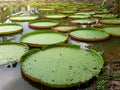 Green leaves of Victoria waterlily in the pond Royalty Free Stock Photo