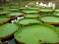 Green leaves of Victoria waterlily in the pond Royalty Free Stock Photo