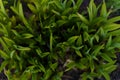 Green leaves view from up side gardening