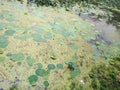 Green leaves in village very beautiful