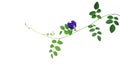 Green Leaves Vine With Blue Flower Of Asian Pigeonwings Or Butterfly Pea Clitoria Ternatea The Medicinal Creeper Flowering Plant