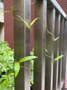 green leaves and vines climbing up growing on aluminium fence close up