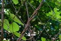 Green leaves and vines climbing up growing on chain link fence, closeup of natural vine plants wrapping around steel wires Royalty Free Stock Photo