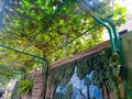 green leaves that vines cover the roof Royalty Free Stock Photo