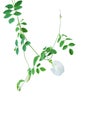 Green Leaves Vines With White Flowers Of Rare Asian Pigeonwings Or White Butterfly Pea Clitoria Ternatea The Medicinal Creeper