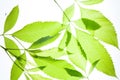 Green leaves vintage background Royalty Free Stock Photo