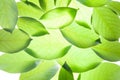 Green leaves vintage background Royalty Free Stock Photo