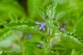 Green leaves and violet flower of Hyptis suaveolens plant Royalty Free Stock Photo