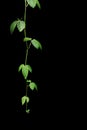 green leaves virginia creeper on black background Royalty Free Stock Photo