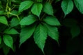 Green leaves of Virginia creeper Parthenocissus quinquefolia Royalty Free Stock Photo