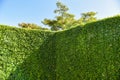 Green leaves wall background with blue sky or the natural green wall  tree leaf fence Royalty Free Stock Photo