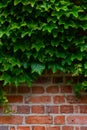 Green leaves on a wall background