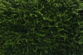 Green leaves wall background, plant on the wall texture. The texture of decoration gardening growth from natural small leaves