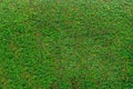 Green leaves wall background, plant on the wall