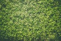 Green leaves wall background, plant on the wall, vintage tone. Royalty Free Stock Photo