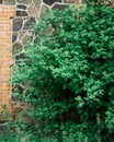 Green leaves on the wall of a brick house, nature background Royalty Free Stock Photo