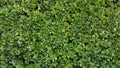 Green Wall Hedge Boxwood Royalty Free Stock Photo