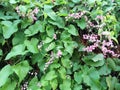 Green Leaves Wall with Small Pink Flowers Royalty Free Stock Photo