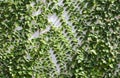 The green leaves on wall and sunlight as the morring Royalty Free Stock Photo