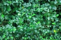 Green leaves wall texture or backdrop of tree fence. Nature pattern for background and design Royalty Free Stock Photo