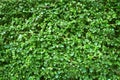 Green leaves wall texture or backdrop of tree fence. Nature pattern for background and design Royalty Free Stock Photo
