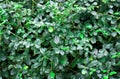 Green leaves wall texture or backdrop of tree fence. Nature pattern for background and design Royalty Free Stock Photo