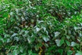 Green leaves wall texture background. Natural climbing ivy ivy leaves growing on the wall or fence as vertical garden Royalty Free Stock Photo