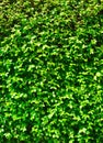 Green leaves wall texture on black background texture of green leaves natural wall.Vertical green leaves wall or tree fence for Royalty Free Stock Photo