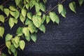 Green leaves on wall vines natural green plant leaf texture on dark background Royalty Free Stock Photo