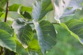 Green leaves of the wallnut tree. Royalty Free Stock Photo