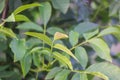 Green leaves of the wallnut tree. Royalty Free Stock Photo