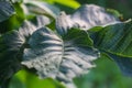 Green leaves of the wallnut tree. Royalty Free Stock Photo