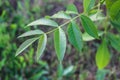 Green leaves of the wallnut tree. Royalty Free Stock Photo