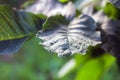 Green leaves of the wallnut tree. Royalty Free Stock Photo