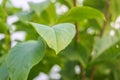 Green leaves of the wallnut tree. Royalty Free Stock Photo