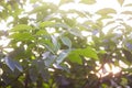 Green leaves of the wallnut tree. Royalty Free Stock Photo